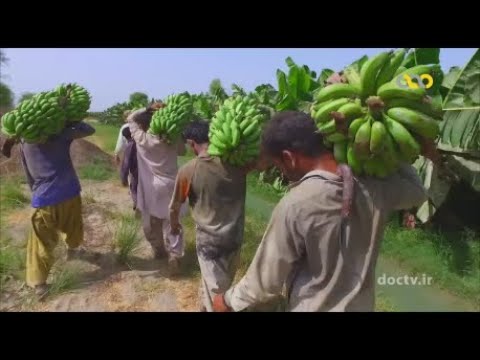       کشت و تولید انبوه موز در استان سیستان و بلوچستان