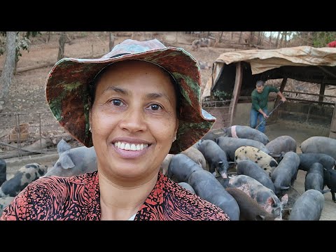 NA ROÇA, VIDA SEM STRESS #Alimentando nossos suínos.