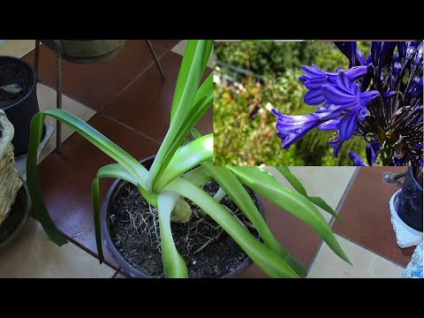 Видео: Почему не цветет мой агапантус: как заставить агапантус цвести