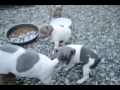 Rat Terrier pups