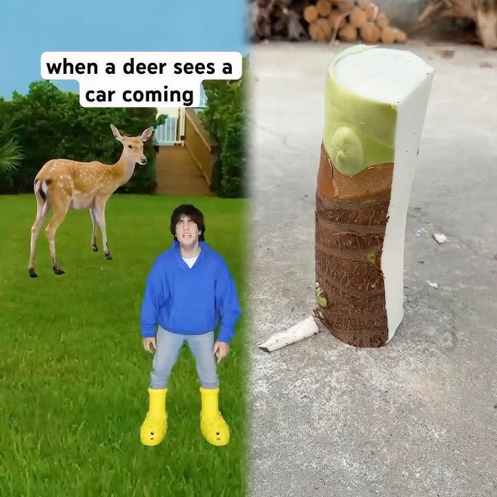 #youtube #funny #lifeisbutadream #shortvideos