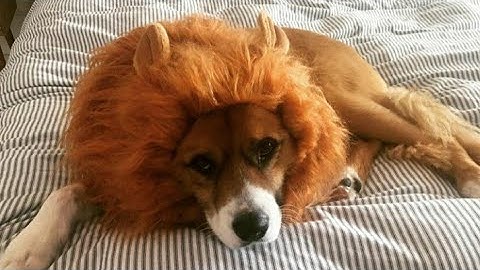 Chris Evans & Dodger moments in 2020