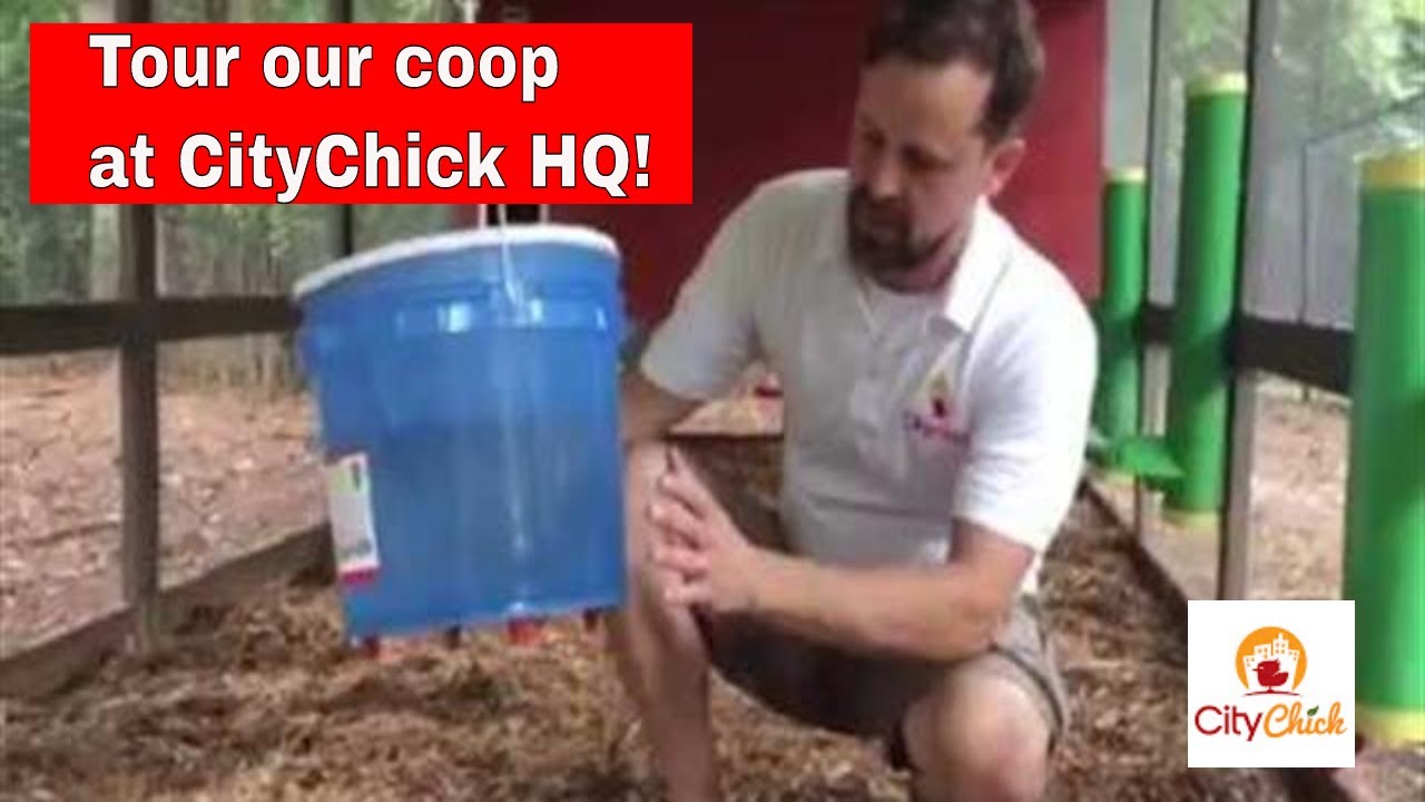 Inside our coop at CityChick HQ