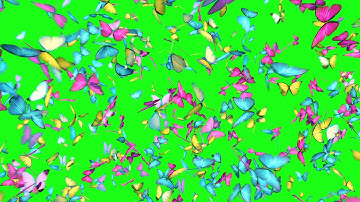 Alpha Channel Heart Explosion Butterflies Fly Away - Footage PixelBoom