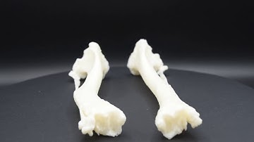 Dog - Varus deformity