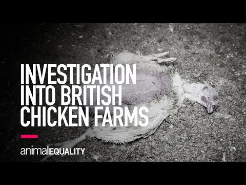 INVESTIGATION: Suffering, Abuse and Cannibalism Filmed on British Chicken Farms