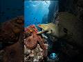 🐙 Octopus vs Moray Eel 😱 Who Wins This Ocean Battle? #Shorts #Octopus #MorayEel #OceanLife #Wildlife
