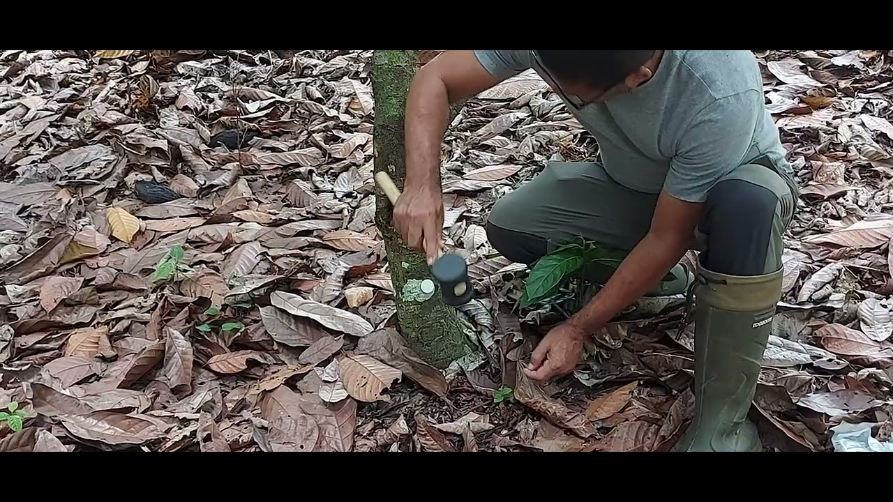 installation video of RFID nail tag