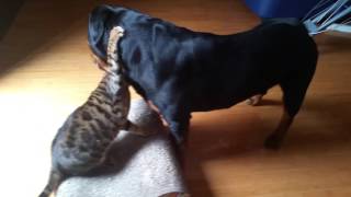 Bengal and Rottweiler playing.