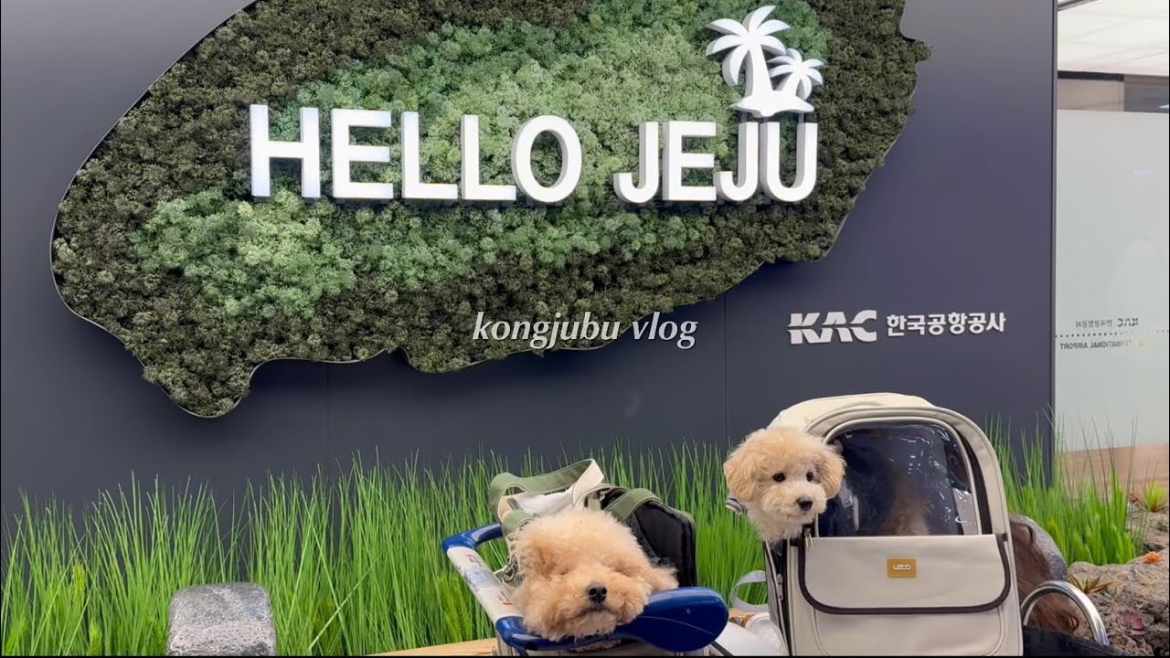 제주도 애견동반 여행 브이로그🍊 | 3박4일 일정 | 강아지랑 우도가기 | 티웨이항공 | 제주동문시장 | 애견동반 숙소 카페 식당