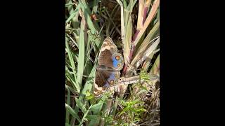 The beautiful blue pansy butterfly! #butterfly #kalpakkam #nature #insects #viral #wildlife
