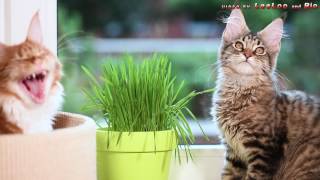 котёнок Мейн-кун ест траву котёнок Мейн-кун ест траву