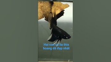 kênh tổng hợp cá cảnh, cá lia thia hoang dã đẹp