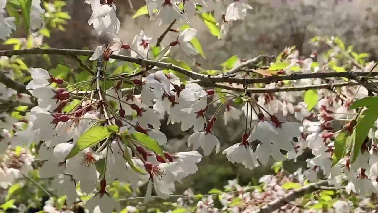 愛上杉林溪｜夢幻白色霧社櫻+山巒美景…