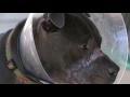 A pitbull in recovery