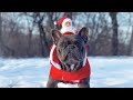 French Bulldogs Funny Moments & Fails Compilation #15 французский бульдог приколы