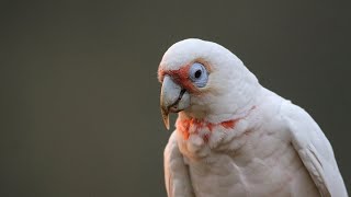 Cockatoo - Corellas Cockatoo - Corellas