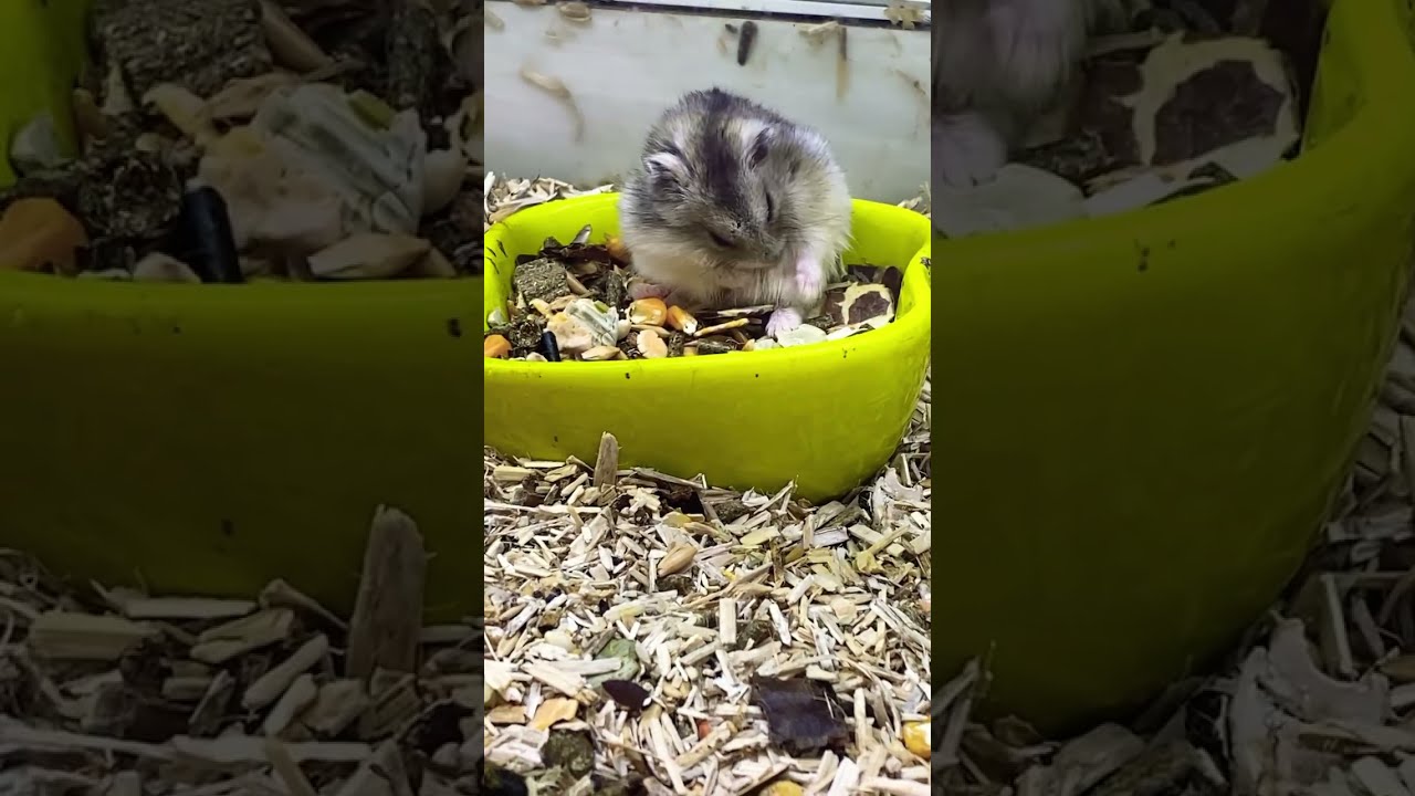 Which One Can We Adopt For The Next Lovely Animals Pets Adorable Funny Friends Love Nature