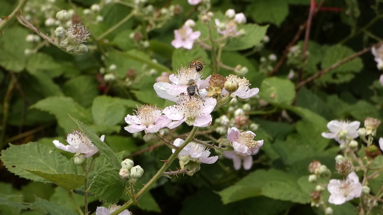 Honeybees on a bramble flower