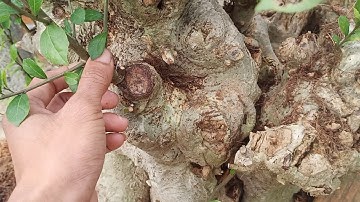 Ngọn duối lùn lực dâm ủ sống khoẻ sau tầm 3 tháng được trồng và chăm sóc.