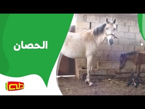 الحصان أناشيد للأطفال