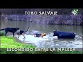 Toro novillo salvaje escondido entre la maleza de la Sierra de Huelva  | Toros desde Andalucía