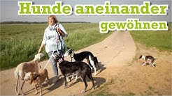 Unsere Hunde Verstehen Sich Nicht Unsere Hunde Verstehen Sich Nicht