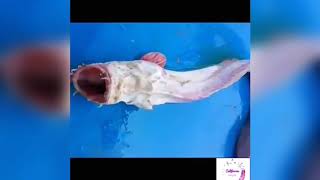 Weird Deep Sea Creature Fished