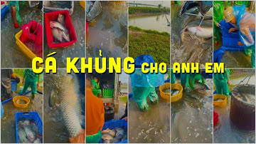 🔴 Hải Dương TV đầu tuần lên Cá Rô Phi khủng & Trắm Chép to đẹp cho anh em Miền Bắc #ThủySảnWork