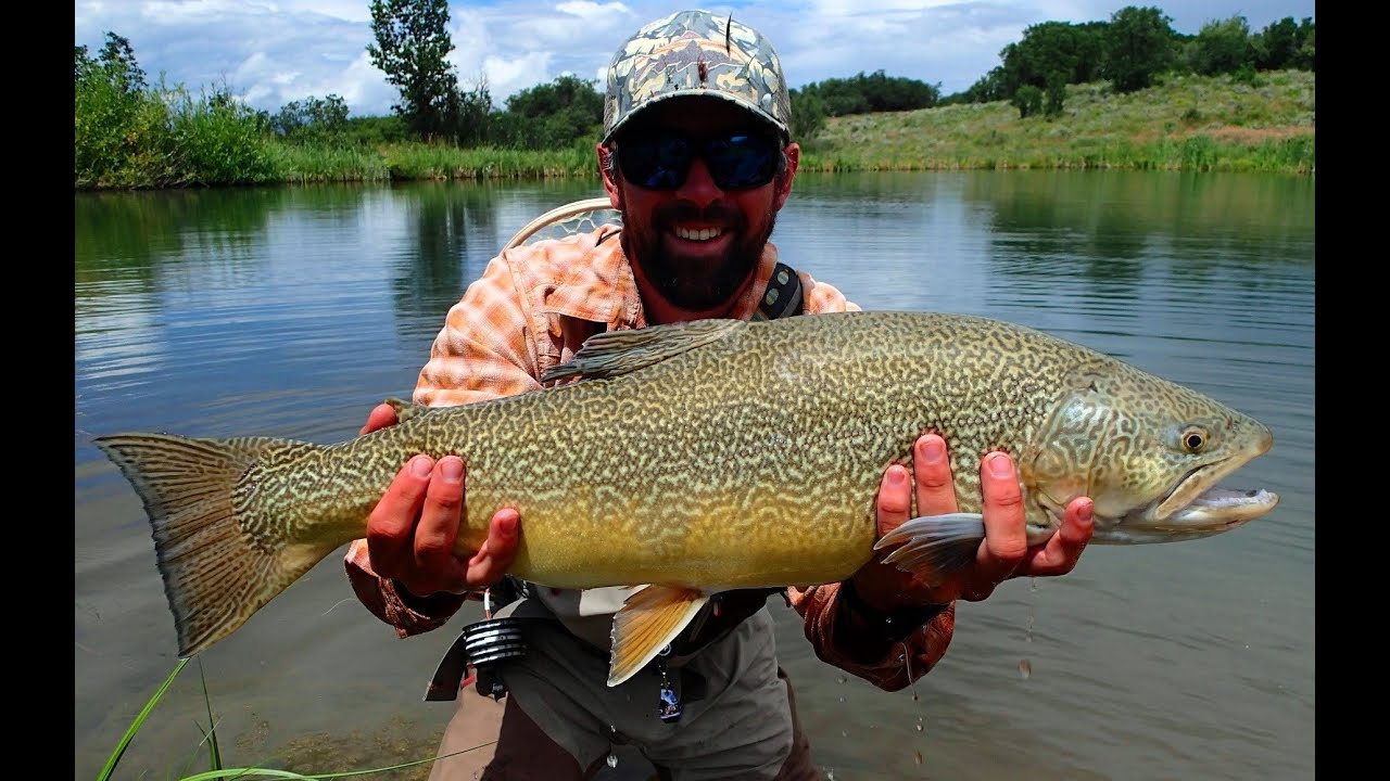 Colorado State Fish