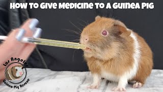 The Proper, Easy Way to Give your Guinea Pig Medicine