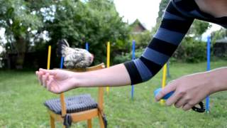 Pinky - Clicker-training / Poule - Apprends à voler ! by Joanne Radelet 962 views 10 years ago 1 minute, 21 seconds