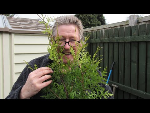 Video: Hvor vokser lange nåletrær?