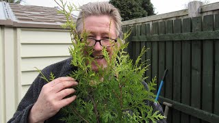 How to plant conifers for a hedge, correct spacing and tips