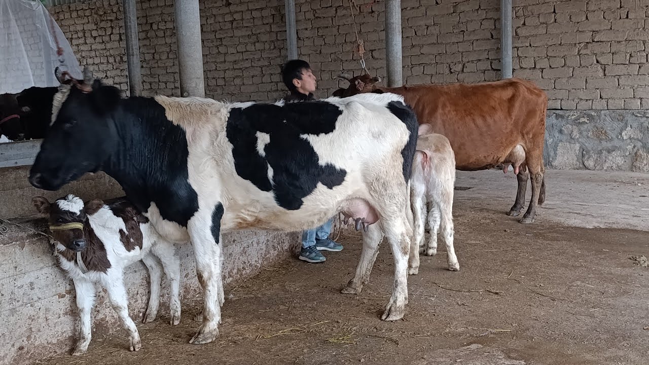  ГОВИ ЧОНИ ПИЕСТУР  НОМЕР  911217221   16 ЯАНВАР 2026 