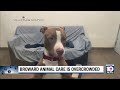 Broward needs new homes for pets