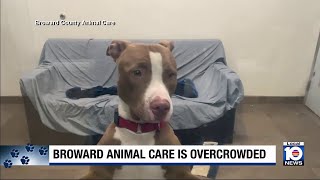 Broward needs new homes for pets