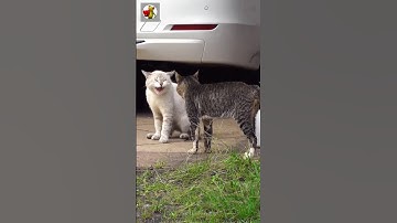 Angry Cats Sound | Cat Fight sound effects #shorts
