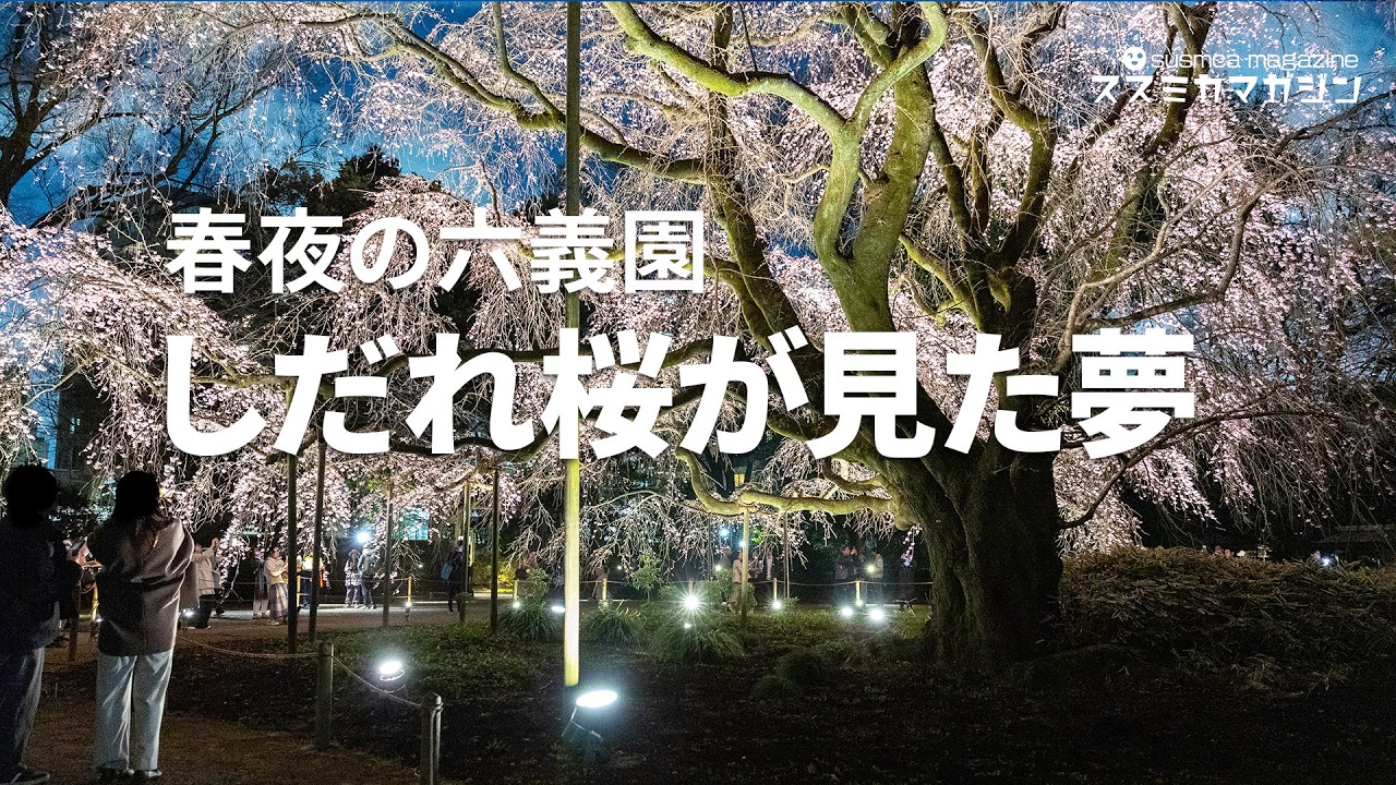Rikugien Garden on a Spring Night] The sight of the weeping cherry
