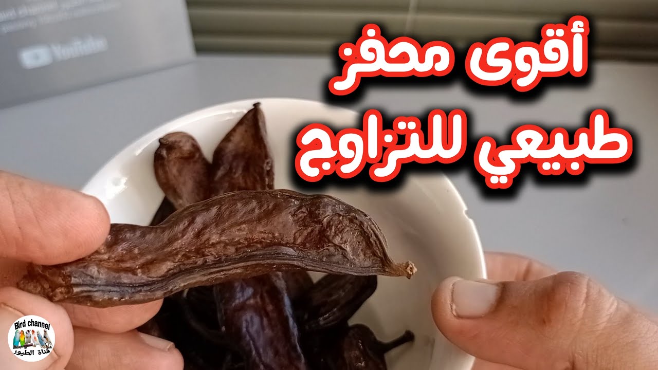 أقوى محفز طبيعي للتزاوج لجميع أنواع الطيور فعال 100 %