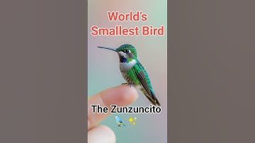 🌍🐦 𝗧𝗵𝗲 𝗦𝗺𝗮𝗹𝗹𝗲𝘀𝘁 𝗕𝗶𝗿𝗱 𝗶𝗻 𝘁𝗵𝗲 𝗪𝗼𝗿𝗹𝗱 | 𝗭𝘂𝗻𝘇𝘂𝗻𝗰𝗶𝘁𝗼 |𝗕𝗲𝗲 𝗛𝘂𝗺𝗺𝗶𝗻𝗴𝗯𝗶𝗿𝗱 |#shorts @eduasmrhub