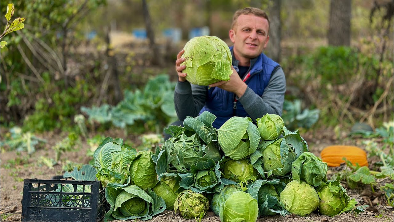 ՄԵՐ ՀՈՂԱՄԱՍԻ ԿԱՂԱՄԲԻ #ԲԵՐՔԸ 🥬 Չերրի լոլիկն հավաքեցինք 🍅