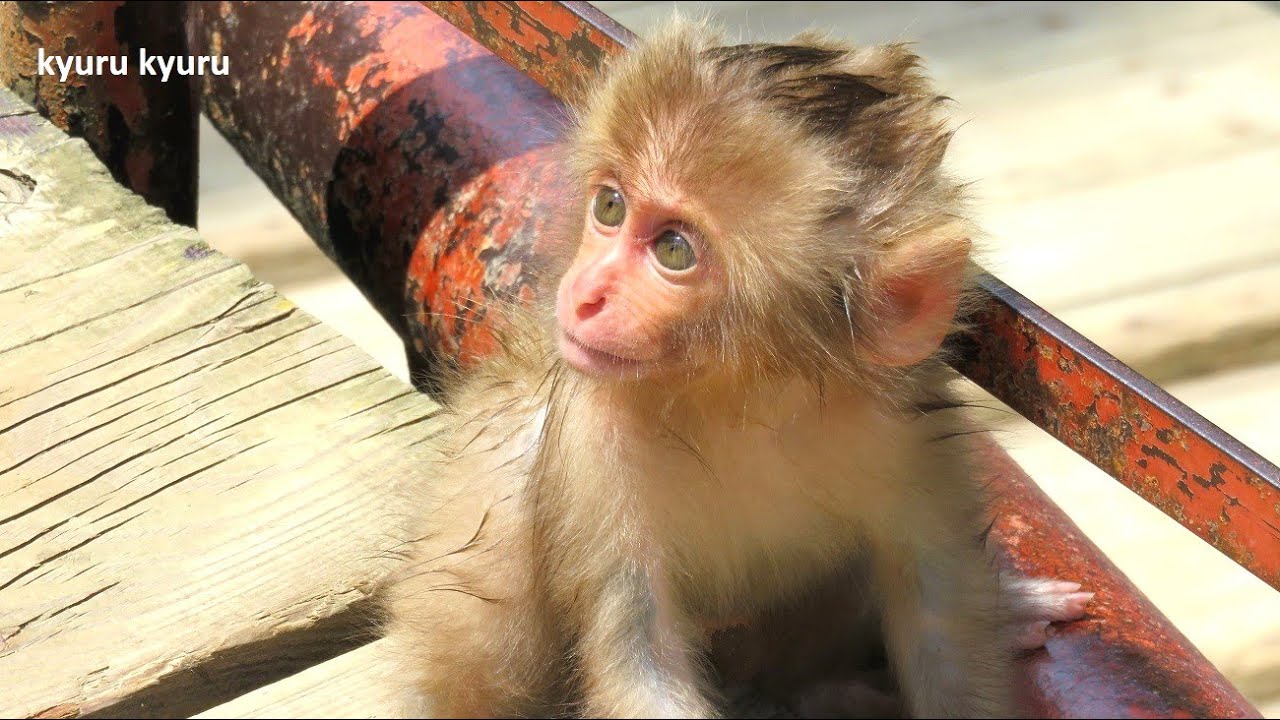 小さなかわいい子猿のアイドル 野生のニホンザル Japanese Macaque Youtube