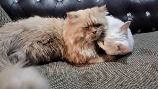 Shocking Treatment; Foxtail and Botfly Maggot Removal from Cat's kittens Dogs  Mangoworms 2023