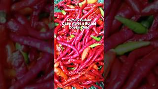 Download Lagu Tips Cabe Awet Tahan Lama #cooking  #cabegiling #food #masaklagi #masaksimpel  #resepsimple #cabe MP3