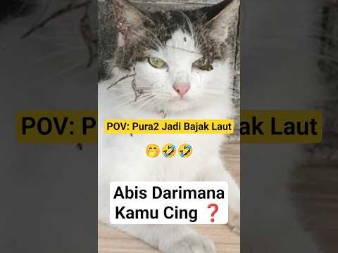 Udah Ngapain Sikucing❓🤭🤣 #shorts #kucinglucu #funny