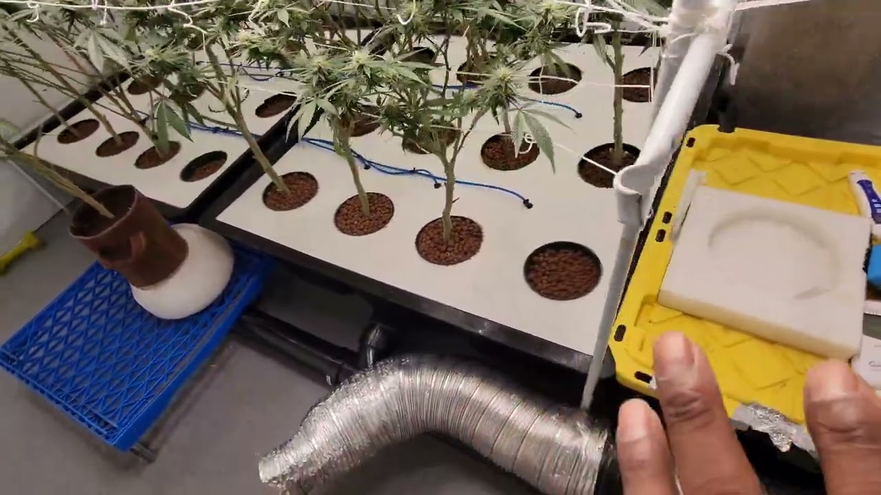 Diy Rdwc system grow update + environment control tips Q&A...