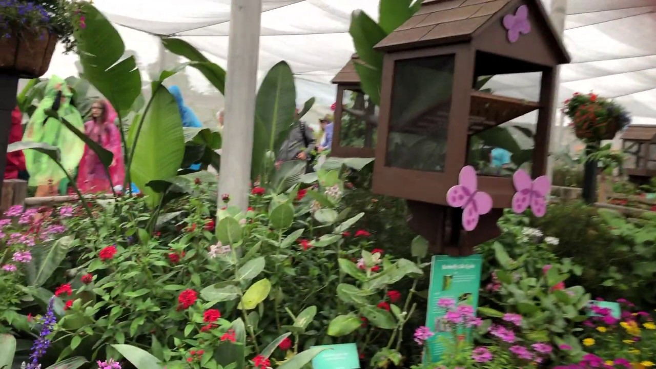 Butterfly Garden at Epcot's Flower and Garden Festival! YouTube