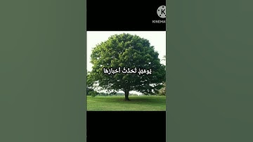 شيخ محمد صديق سورة الزلزلة#شيخ محمد صديق المنشاوي#سورة الزلزلة