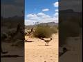 Meep Meep! Roadrunner Leaves the Coyote in the Dust 🚀😂 #funnyshorts #funnyanimals